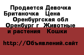 Продается Девочка Британочка › Цена ­ 2 000 - Оренбургская обл., Оренбург г. Животные и растения » Кошки   